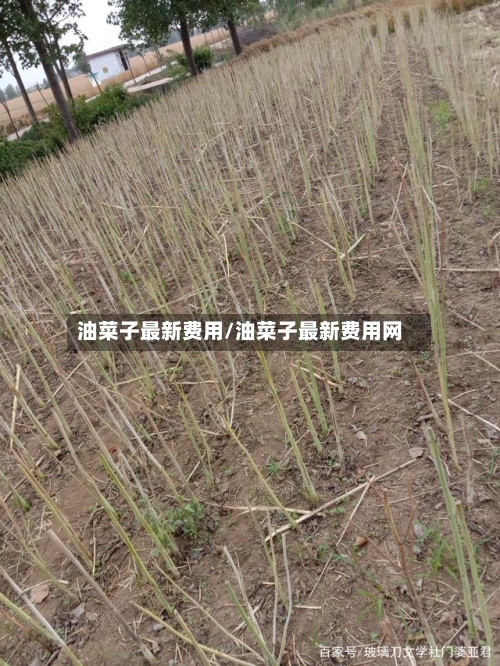 油菜子最新费用/油菜子最新费用网-第2张图片