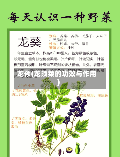 龙预(龙须菜的功效与作用)-第2张图片