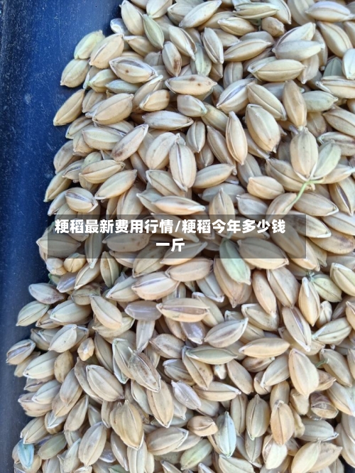 粳稻最新费用行情/粳稻今年多少钱一斤