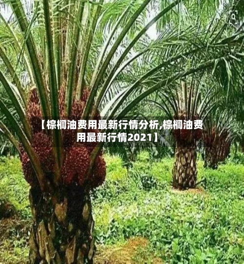 【棕榈油费用最新行情分析,棕榈油费用最新行情2021】