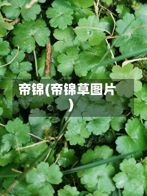 帝锦(帝锦草图片)