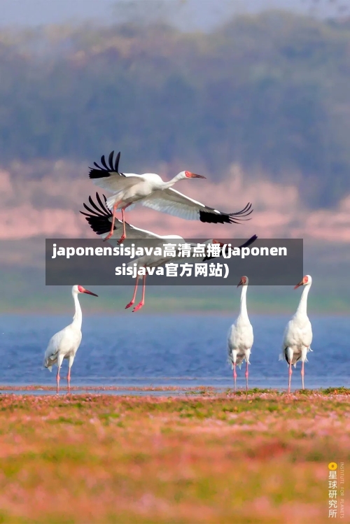 japonensisjava高清点播(japonensisjava官方网站)-第2张图片