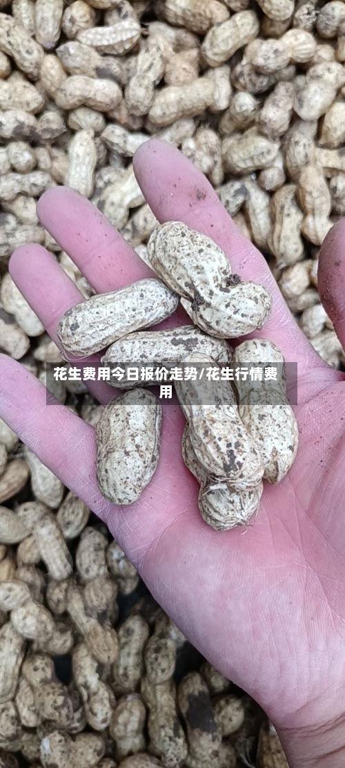 花生费用今日报价走势/花生行情费用