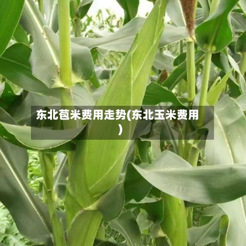 东北苞米费用走势(东北玉米费用)-第2张图片