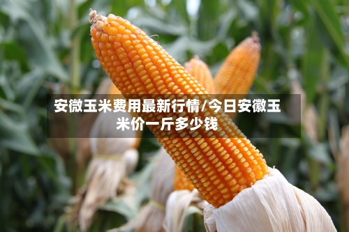安微玉米费用最新行情/今日安徽玉米价一斤多少钱