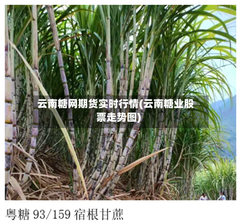 云南糖网期货实时行情(云南糖业股票走势图)