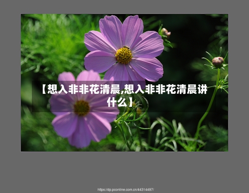 【想入非非花清晨,想入非非花清晨讲什么】-第3张图片
