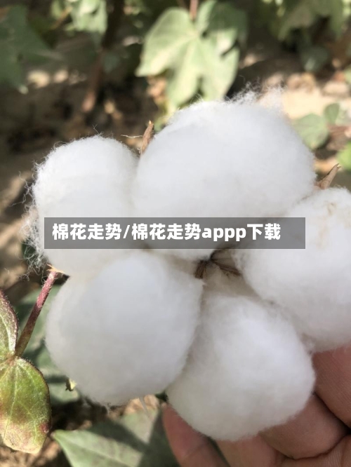 棉花走势/棉花走势appp下载-第2张图片