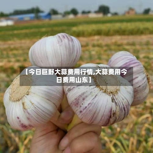 【今日巨野大蒜费用行情,大蒜费用今日费用山东】