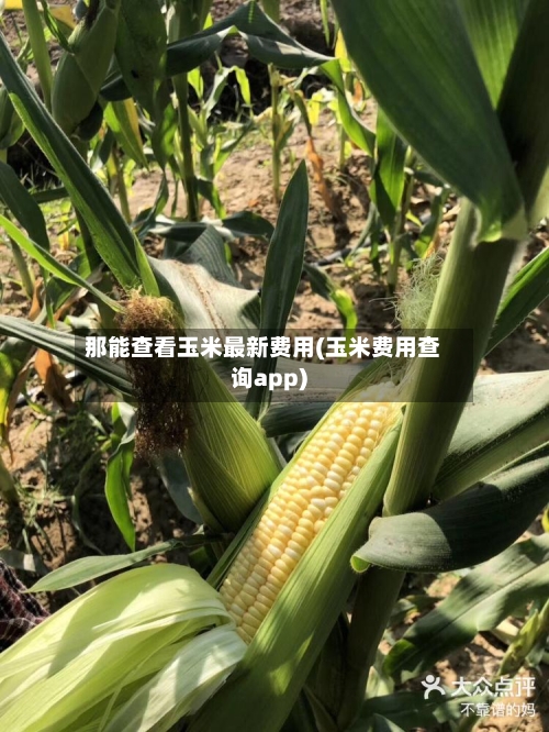 那能查看玉米最新费用(玉米费用查询app)-第2张图片