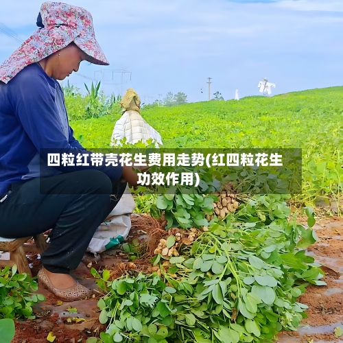 四粒红带壳花生费用走势(红四粒花生功效作用)