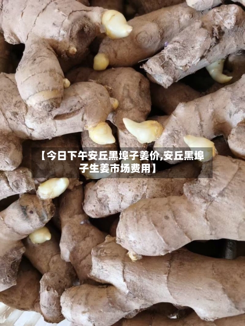 【今日下午安丘黑埠子姜价,安丘黑埠子生姜市场费用】