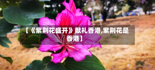 【《紫荆花盛开》献礼香港,紫荆花是香港】