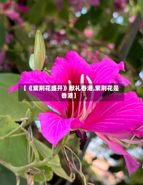 【《紫荆花盛开》献礼香港,紫荆花是香港】-第2张图片