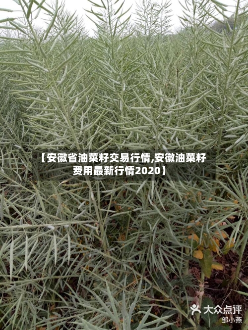 【安徽省油菜籽交易行情,安徽油菜籽费用最新行情2020】