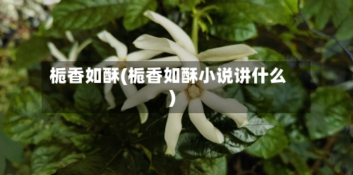 栀香如酥(栀香如酥小说讲什么)