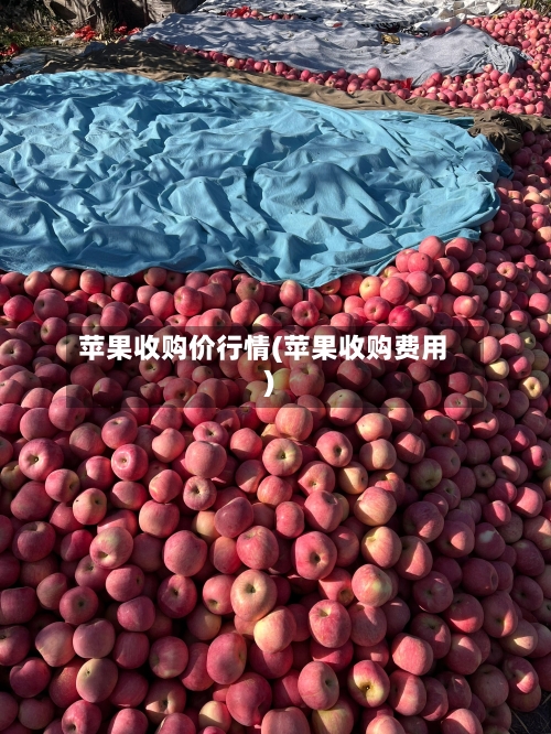苹果收购价行情(苹果收购费用)