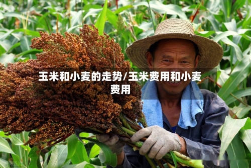 玉米和小麦的走势/玉米费用和小麦费用-第2张图片