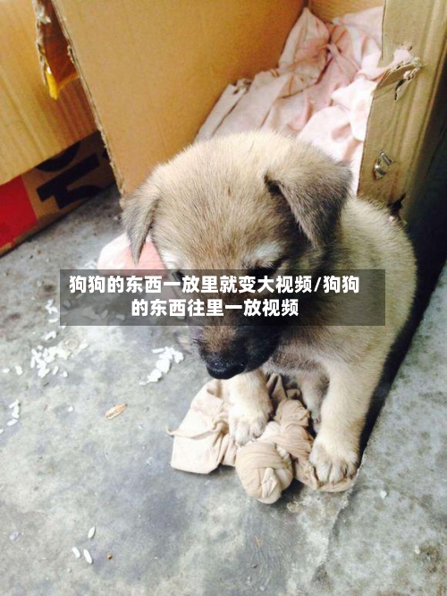 狗狗的东西一放里就变大视频/狗狗的东西往里一放视频