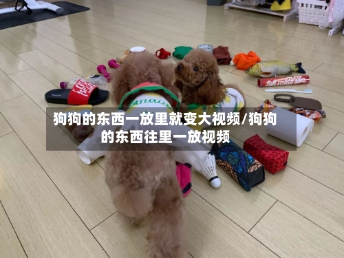 狗狗的东西一放里就变大视频/狗狗的东西往里一放视频-第3张图片