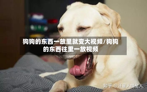 狗狗的东西一放里就变大视频/狗狗的东西往里一放视频-第2张图片