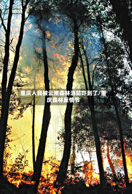 重庆人民被云南森林消防吓到了/重庆森林反情节-第2张图片