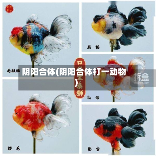 阴阳合体(阴阳合体打一动物)-第2张图片