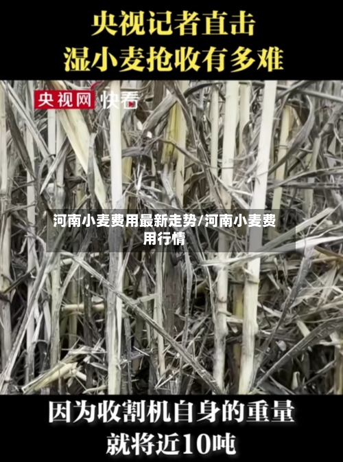 河南小麦费用最新走势/河南小麦费用行情-第3张图片