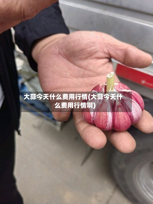 大蒜今天什么费用行情(大蒜今天什么费用行情啊)-第2张图片