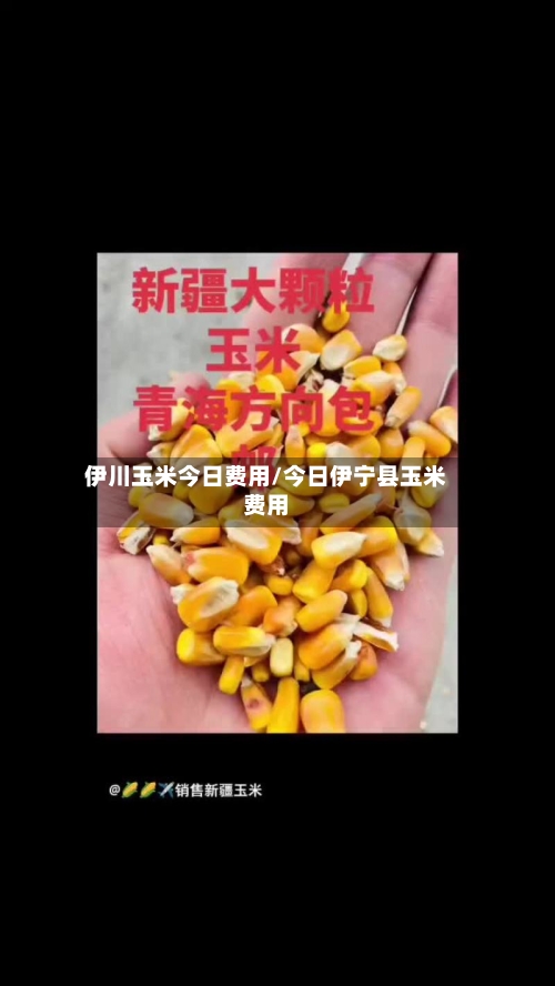 伊川玉米今日费用/今日伊宁县玉米费用-第3张图片