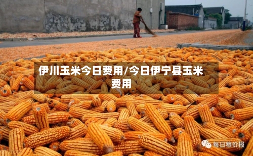 伊川玉米今日费用/今日伊宁县玉米费用-第2张图片