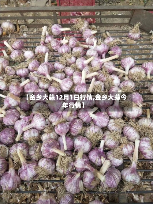 【金乡大蒜12月1日行情,金乡大蒜今年行情】