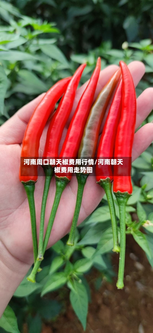 河南周口朝天椒费用行情/河南朝天椒费用走势图