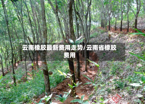 云南橡胶最新费用走势/云南省橡胶费用